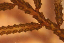 Image of Leptomedusae
