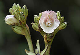 Image of Gesneria ekmanii Urb.