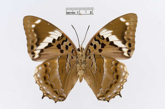 Charaxes numenes Hewitson 1859的圖片