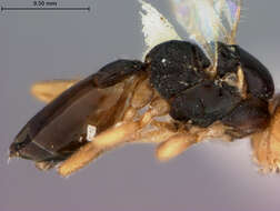 Image of Leiophron pallidipennis Loan 1974