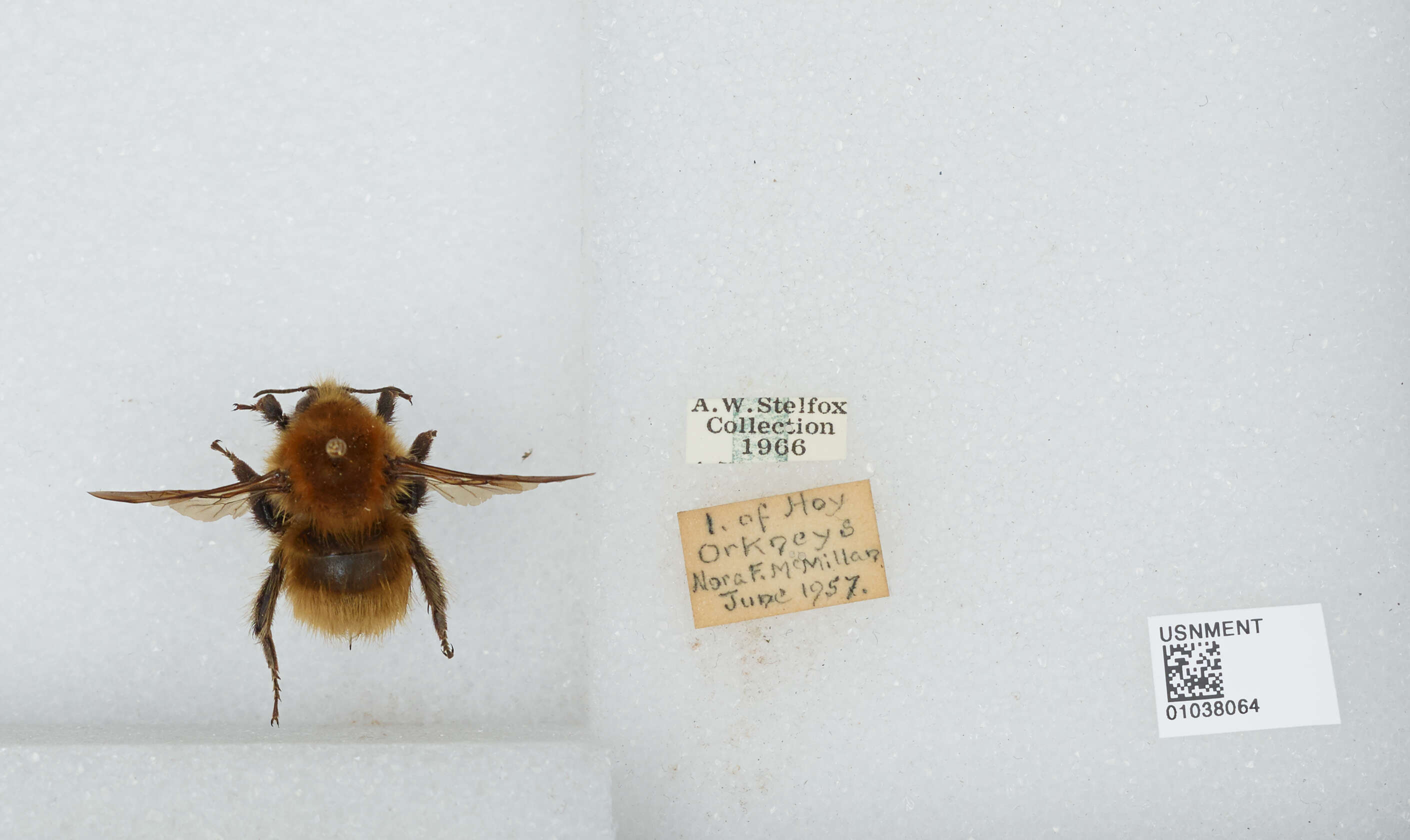 Image of Common carder bumblebee