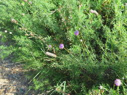 Image of purple prairie clover