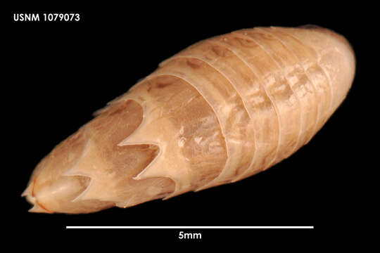 Image de Acanthonotozoma Boeck 1876