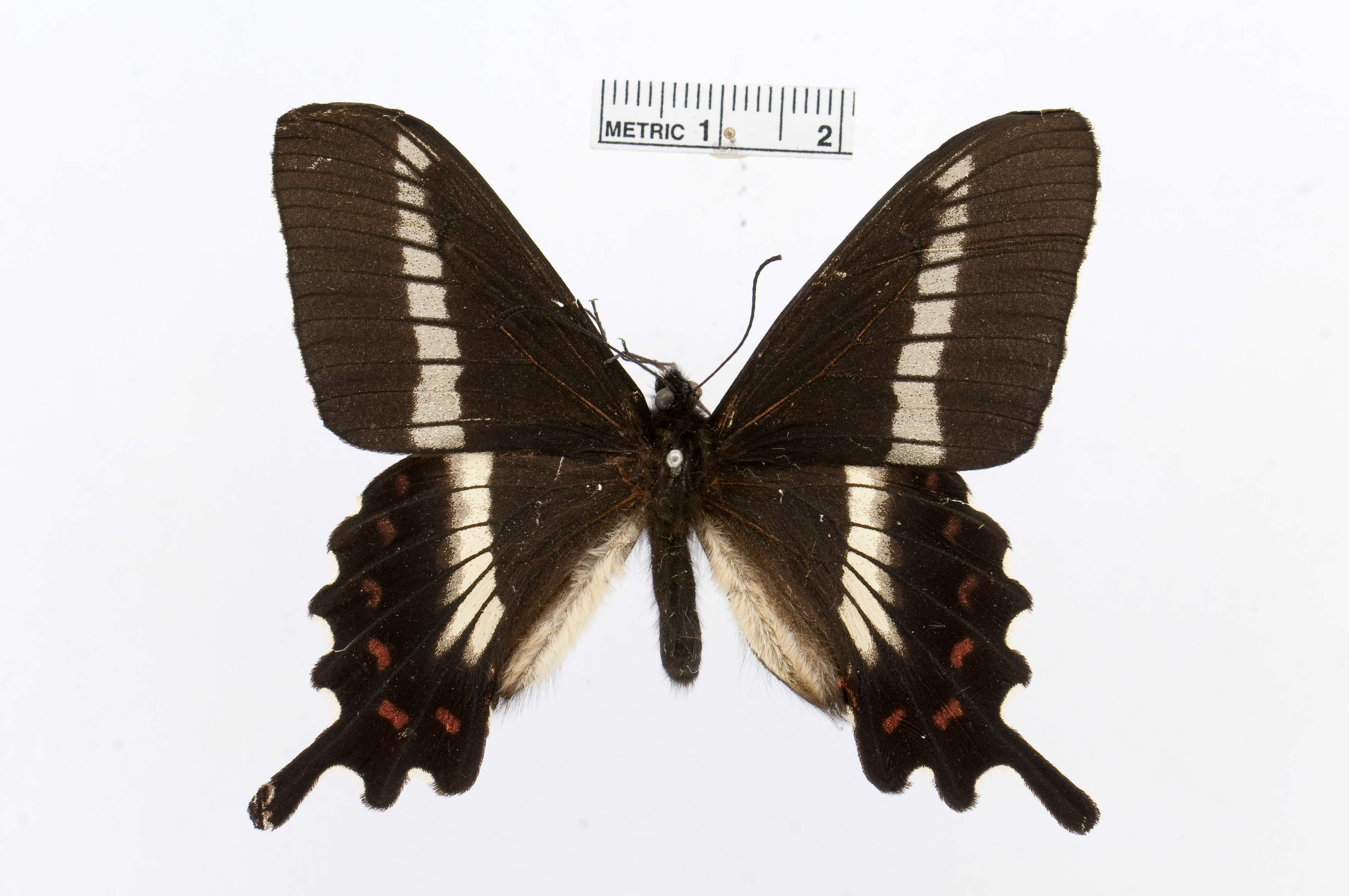 Image de Parides phalaecus (Hewitson 1869)