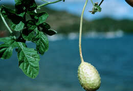 Image of West Indian gherkin