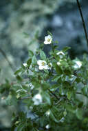 Image of littleleaf mock orange