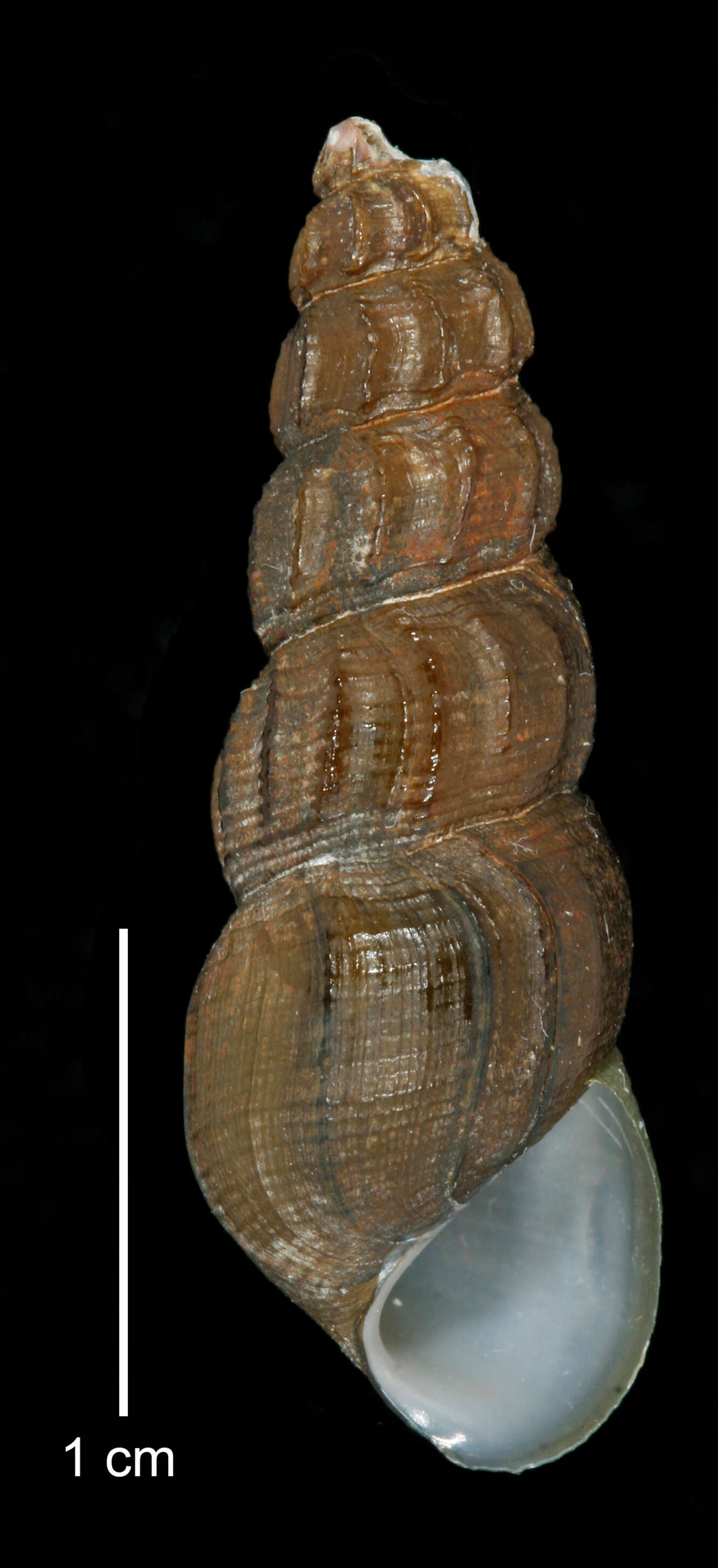 Image of Juga plicifera (I. Lea 1838)