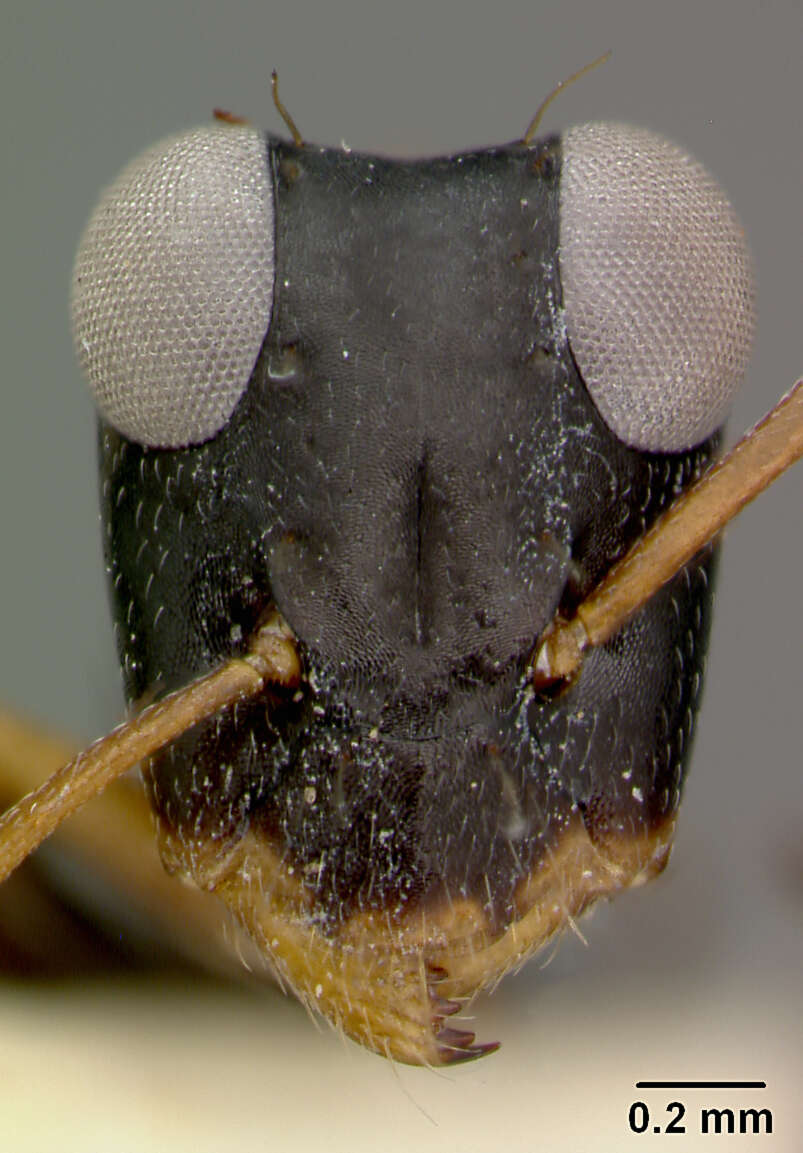 Image of Opisthopsis pictus lepidus Wheeler 1918