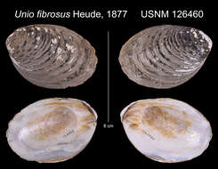 Image of Unio fibrosus Heude
