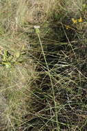 Image of grassleaf Barbara's buttons