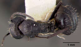 Camponotus vividus semidepilis Wheeler 1922的圖片