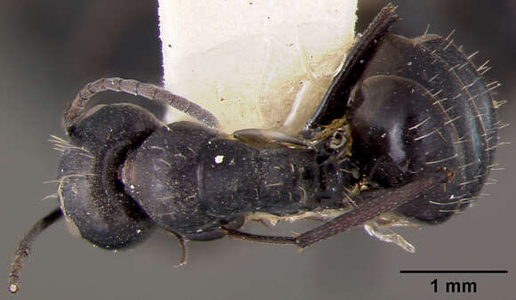 Image of Camponotus vividus semidepilis Wheeler 1922