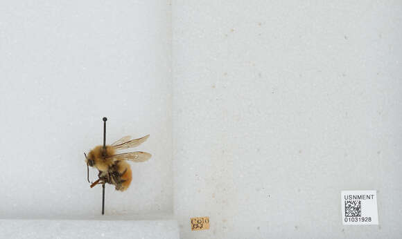 Image of Tricolored Bumble Bee