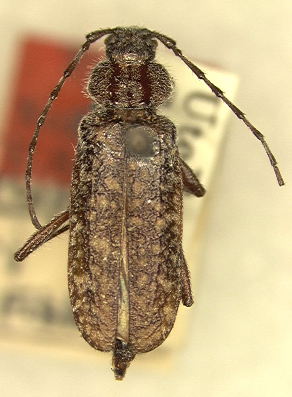 Image of Elatotrypes