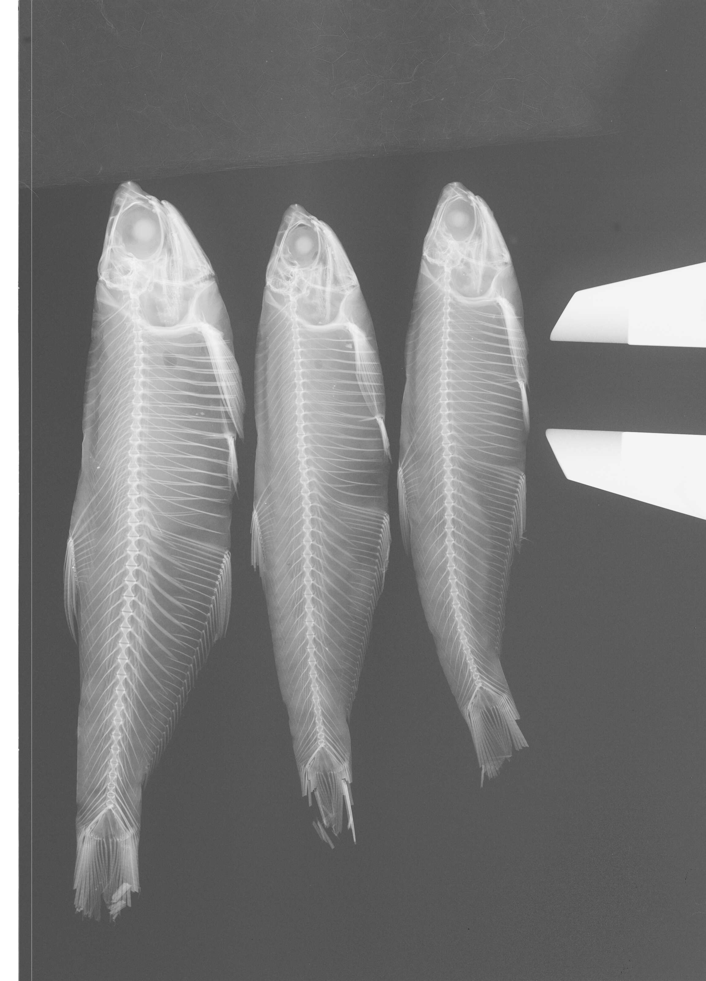 Image of Longfin Pacific anchovy
