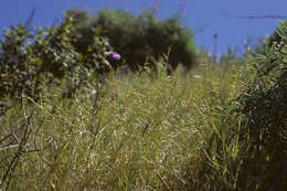 Plancia ëd Vulpia microstachys var. pauciflora (Beal) Lonard & Gould