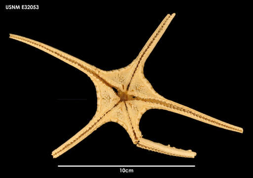 Image of Styracaster horridus Sladen 1883