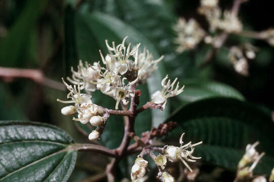 Sivun Miconia laevigata (L.) DC. kuva