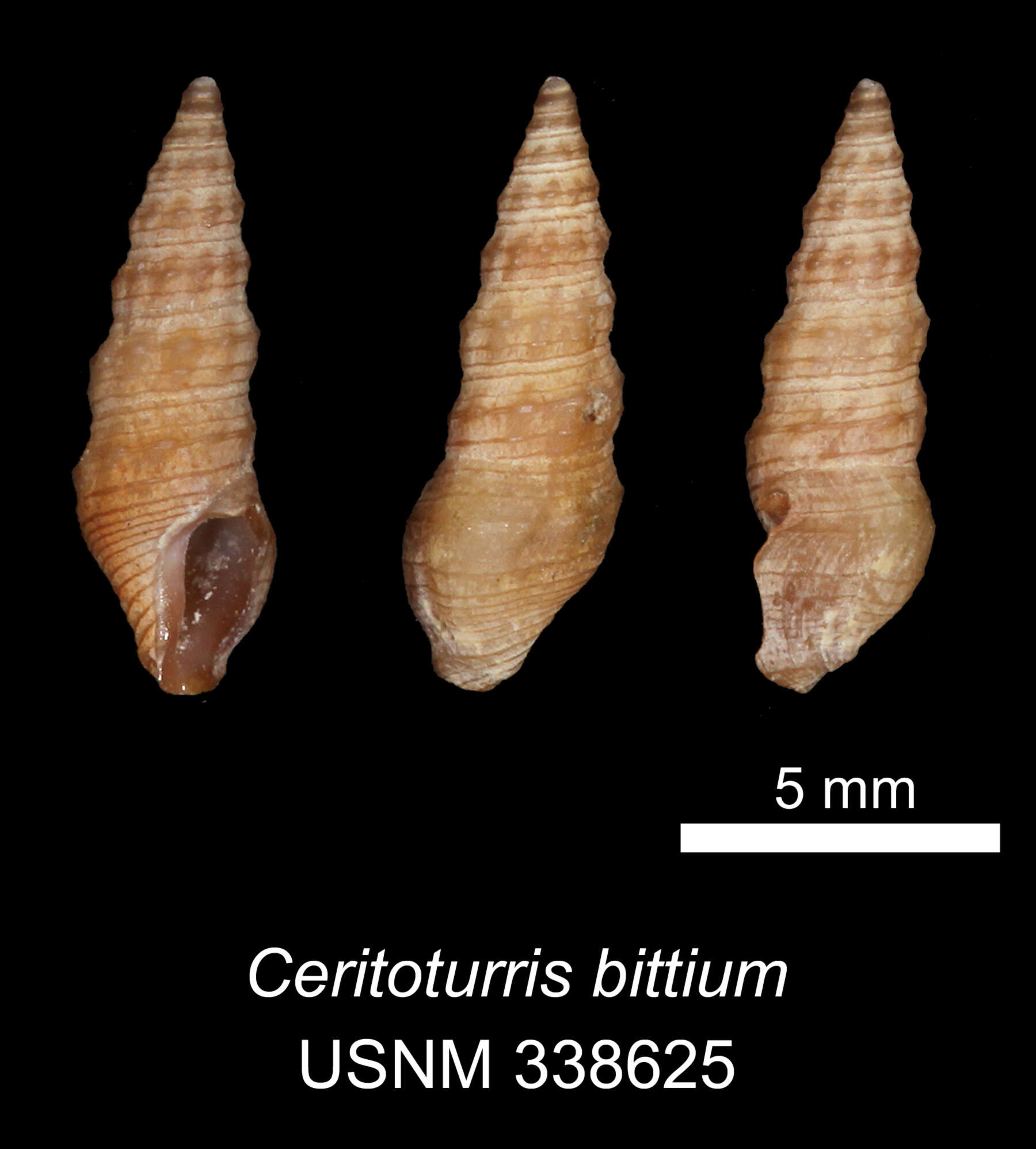 Image of Ceritoturris bittium (Dall 1924)
