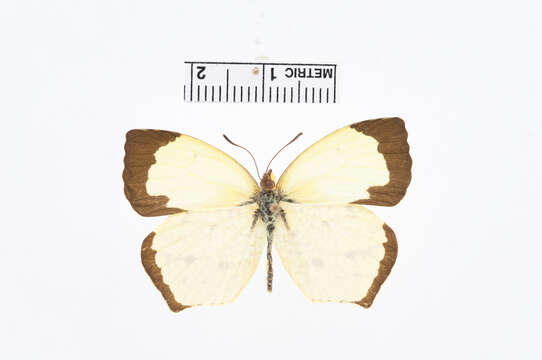 Image of Eurema tupuntenem Lichy 1976