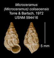 Imagem de Microceramus coliseoensis C. Torre & Bartsch 2008