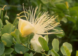 Image of Native Caper