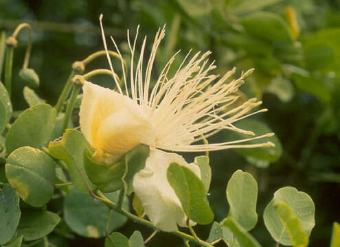 Image de Capparis sandwichiana DC.