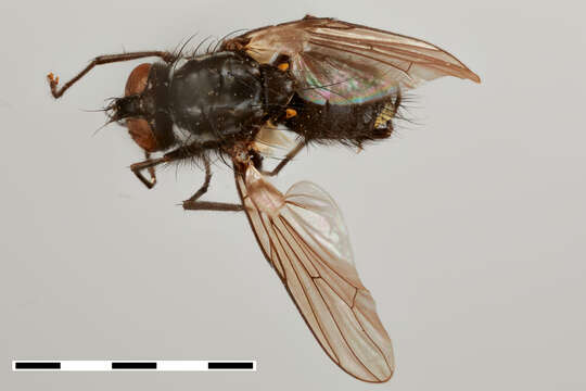 صورة Syllimnophora dubitalis Malloch 1934