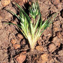 صورة Poa macusaniensis (E. H. L. Krause) Refulio