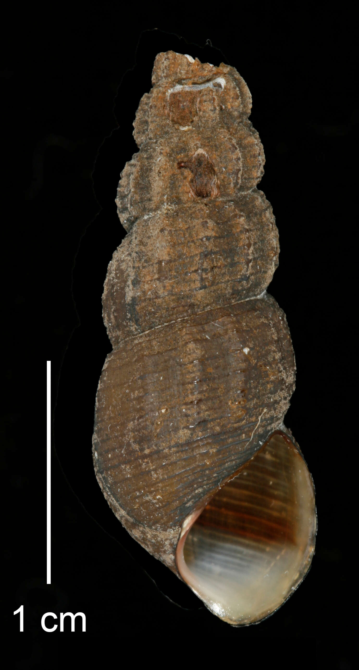 Image of Juga plicifera (I. Lea 1838)