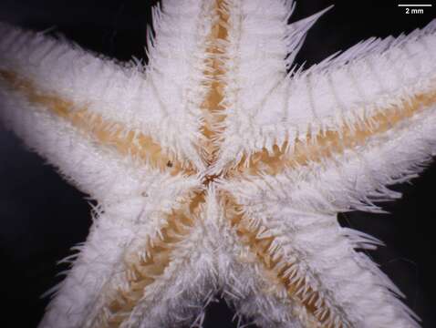 Image of Astropecten cingulatus Sladen 1883