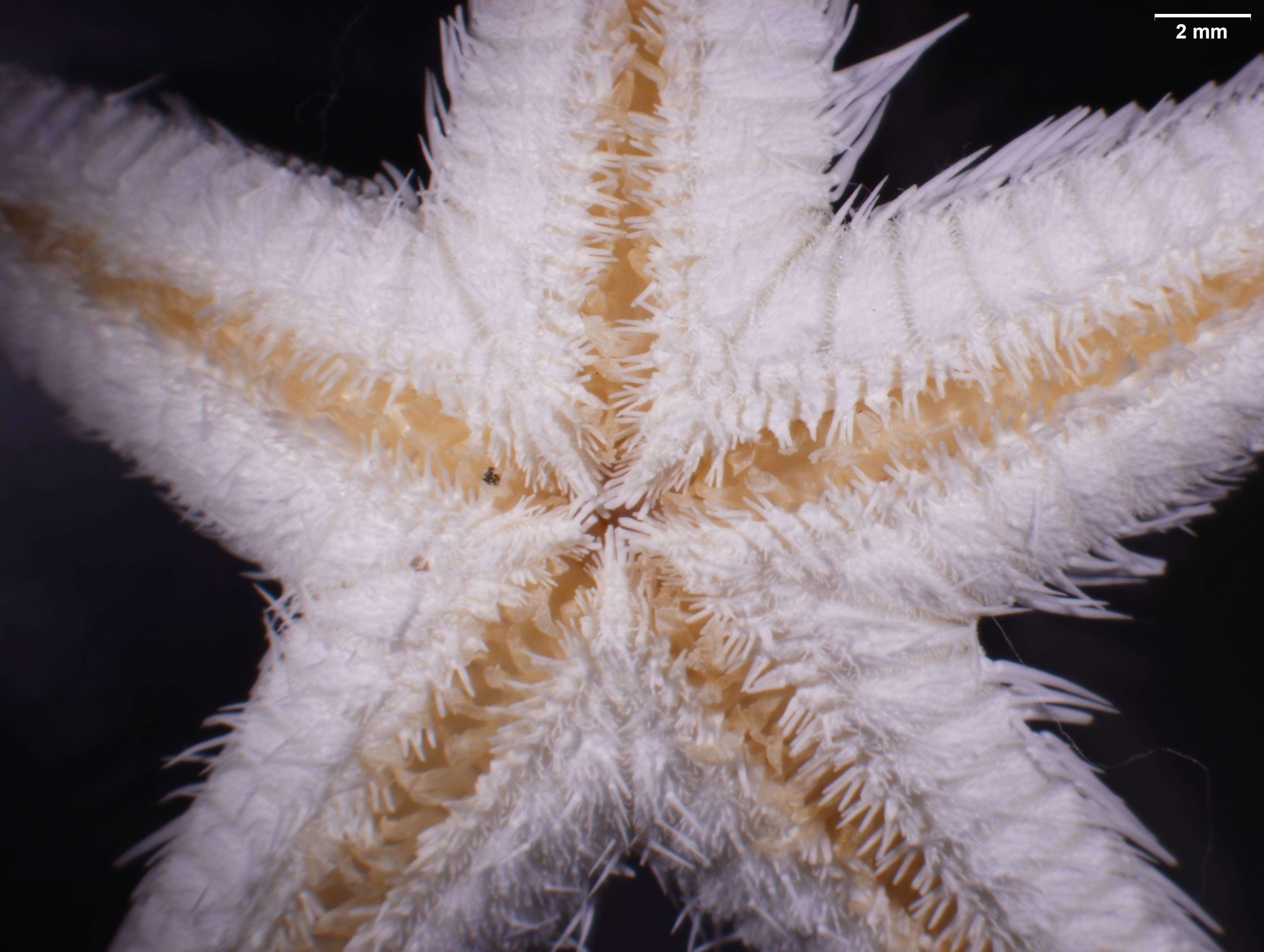 Image of Astropecten cingulatus Sladen 1883