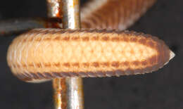 Image of Three-colored Blind Snake