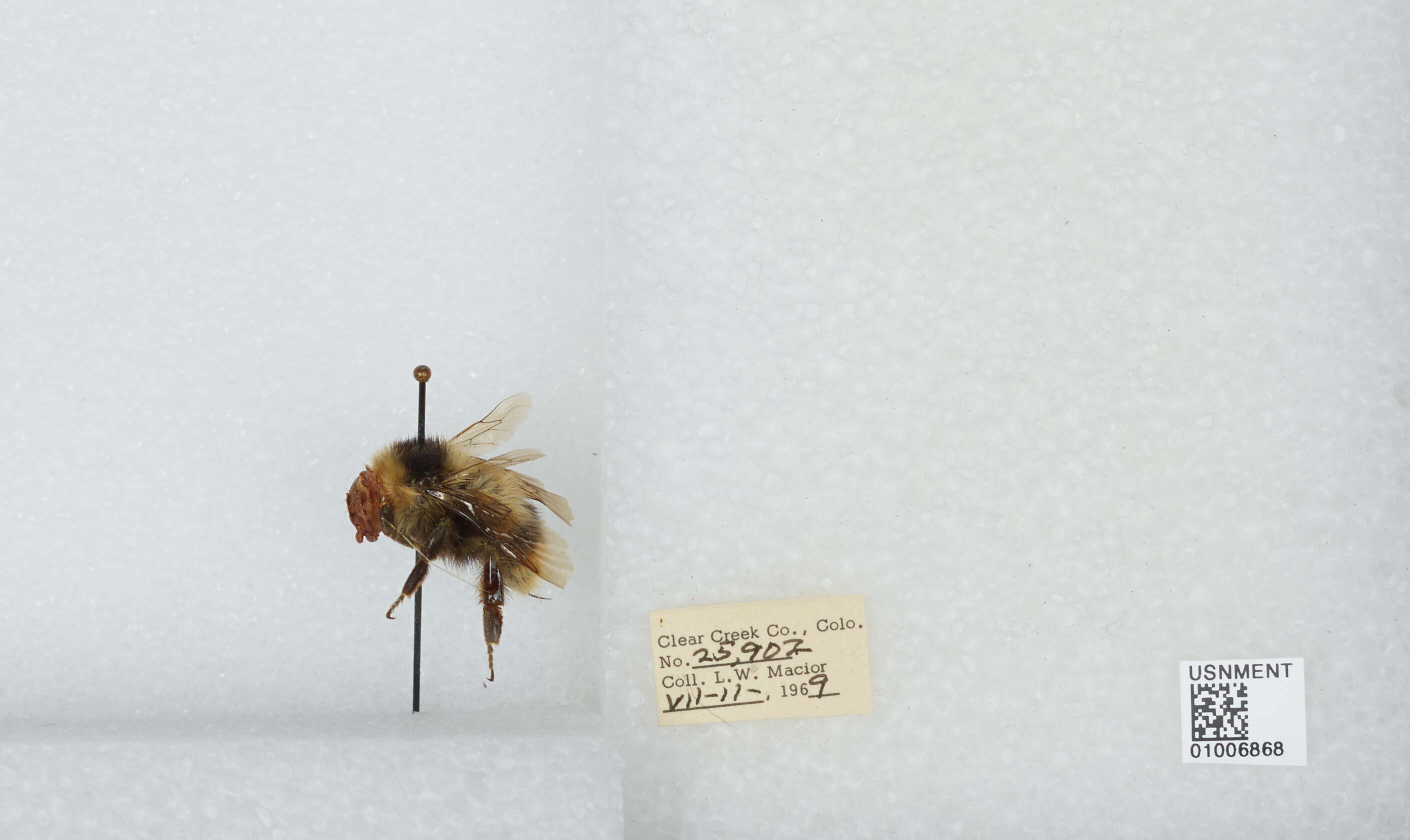 Image of Frigid Bumble Bee