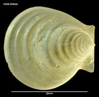 Plancia ëd Hyalopecten Verrill 1897