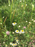 Image of eastern daisy fleabane