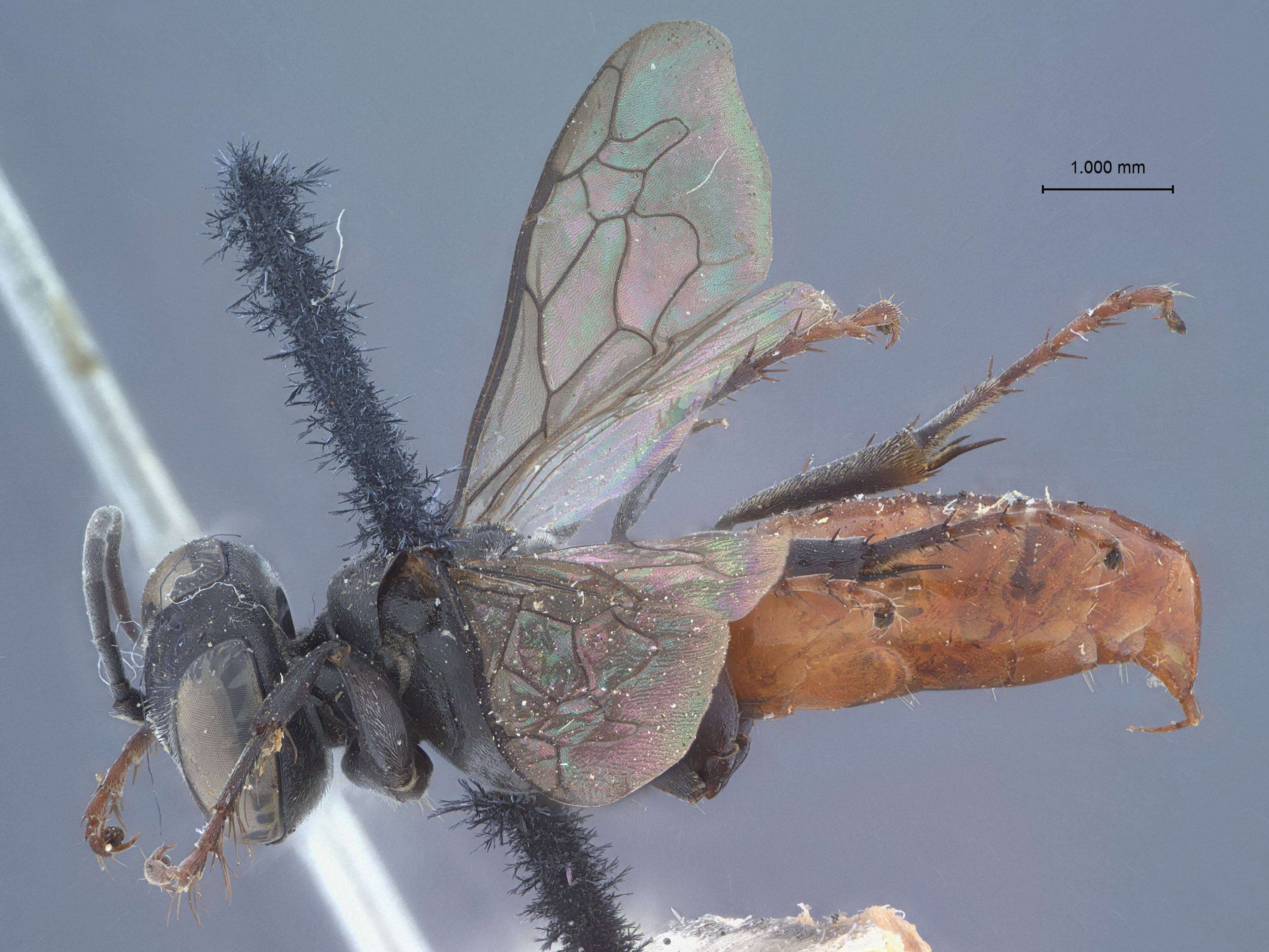 Image of Tachysphex semirufus (Cresson 1865)