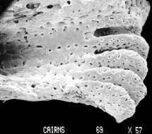 Image of Stylaster densicaulis Moseley 1879