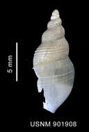 Image of Turridae