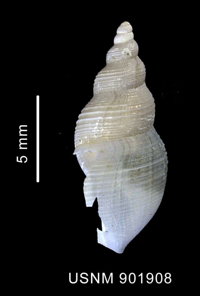 Image of Turridae