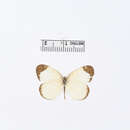 صورة Eurema amelia (Poey (1852))