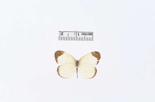 Image of Eurema amelia (Poey (1852))