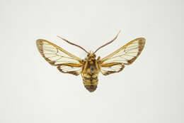 Image of Sarosa albraamea Schaus 1924