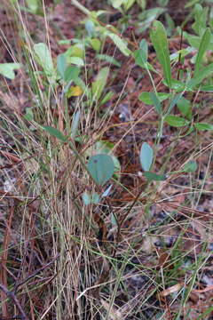 Image of coastal sand spurge