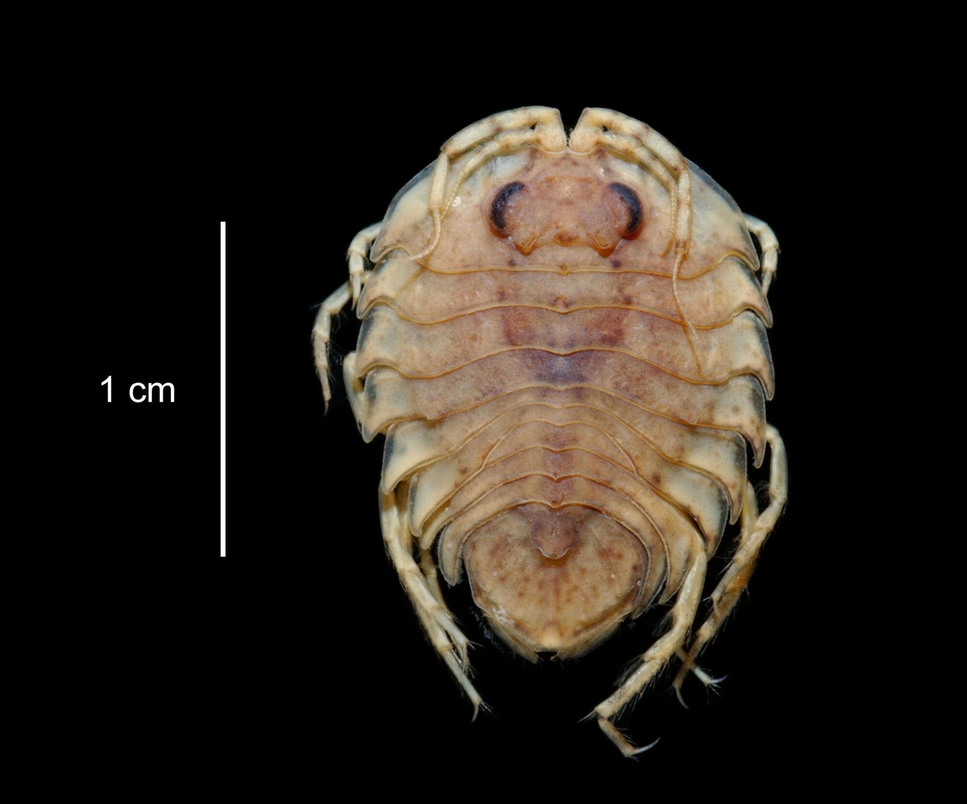 Image of Paraserolis polita (Pfeffer 1887)