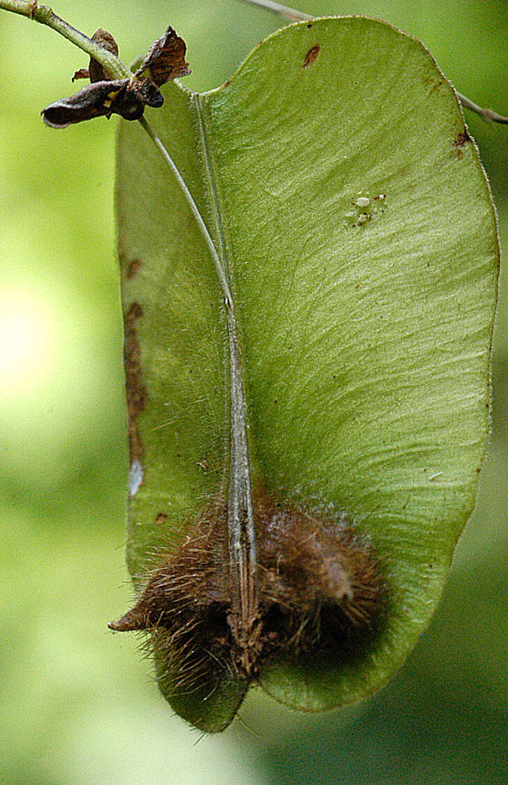 Image of Serjania cornigera Turcz.