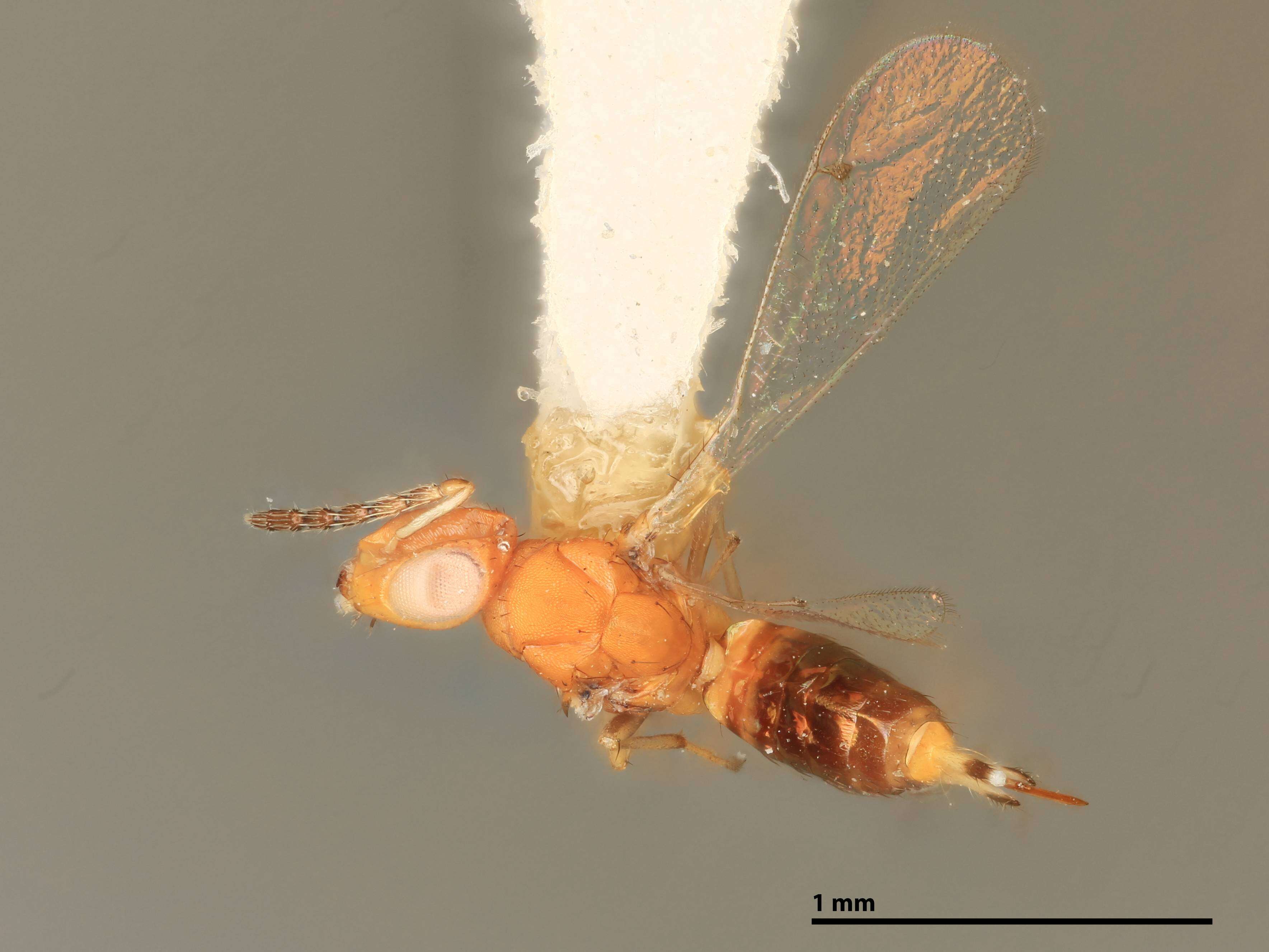 Sivun Allocerastichus bicarinatus Coote 1994 kuva