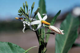 Image of <i>Solanum racemosum</i>