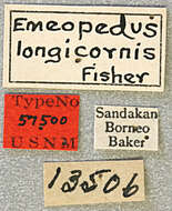 Image of Emeopedus (Longicornemeopedus) longicornis Fisher 1925