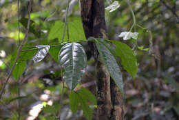 Image de Icacinaceae